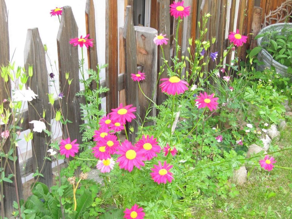Appartamenti Chalet Orchidea Canazei Eksteriør billede